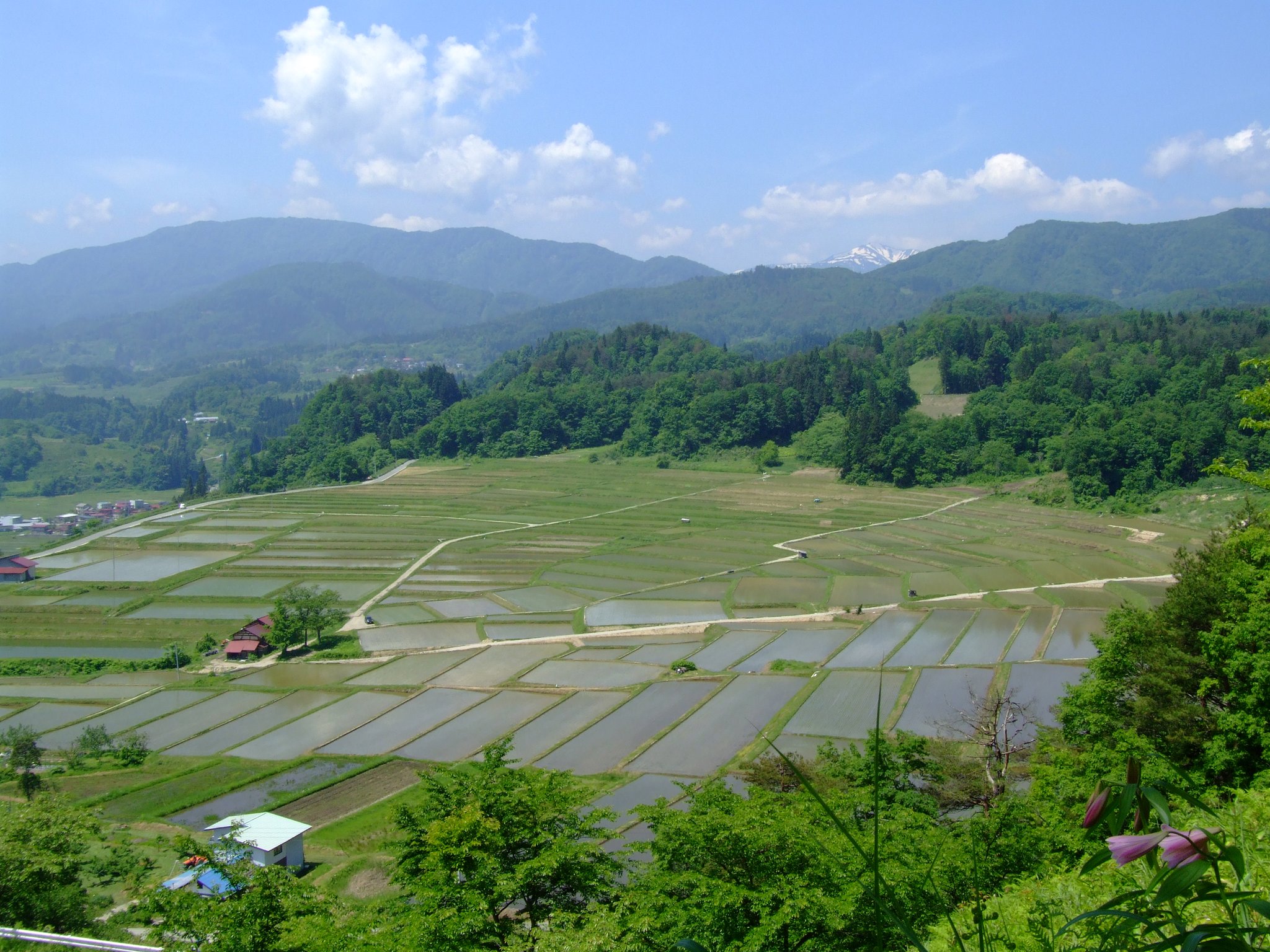 棚田