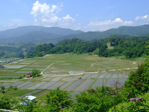 棚田