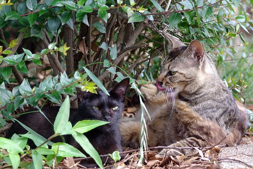 愛情の欠けた猫写真