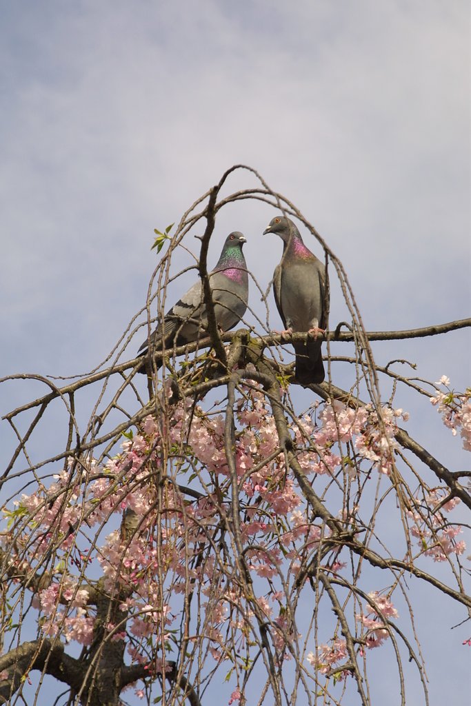 鳥かご