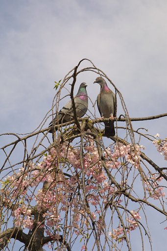 鳥かご