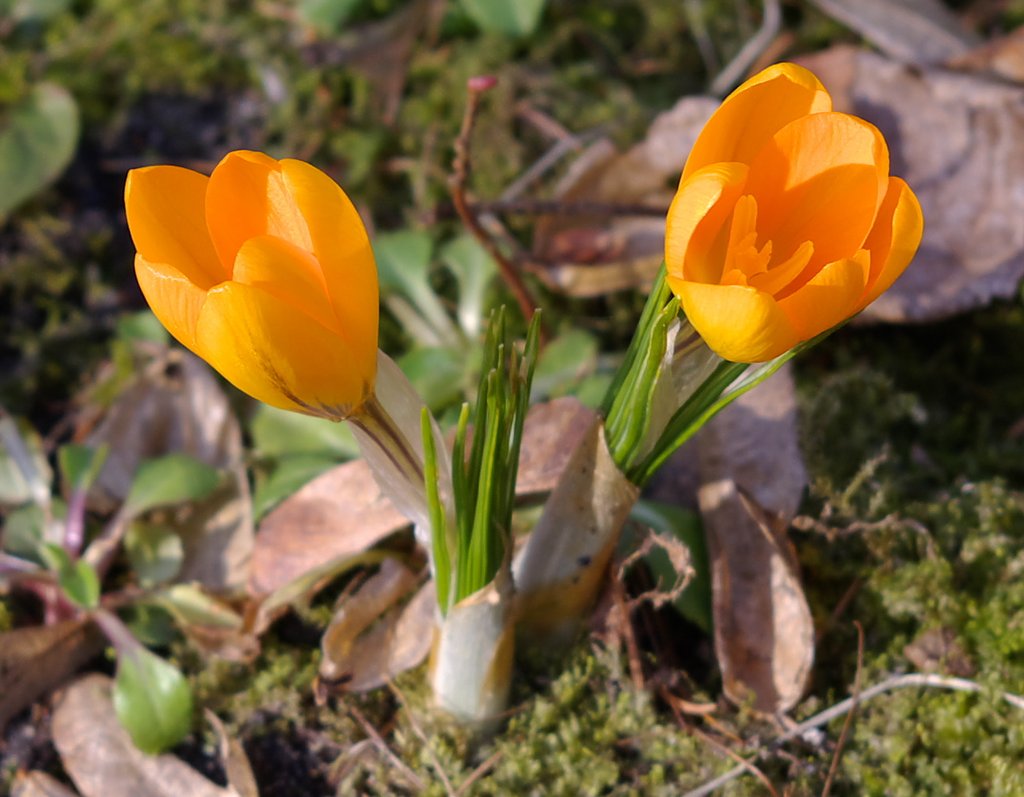 Crocus II
