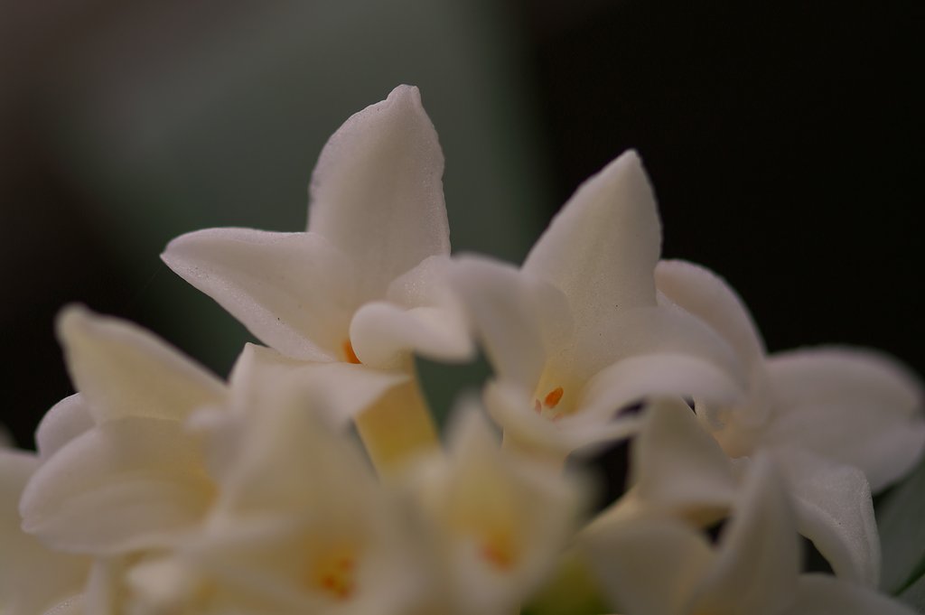 沈丁花（瑞香）　＜２＞