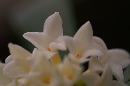 沈丁花（瑞香）　＜２＞