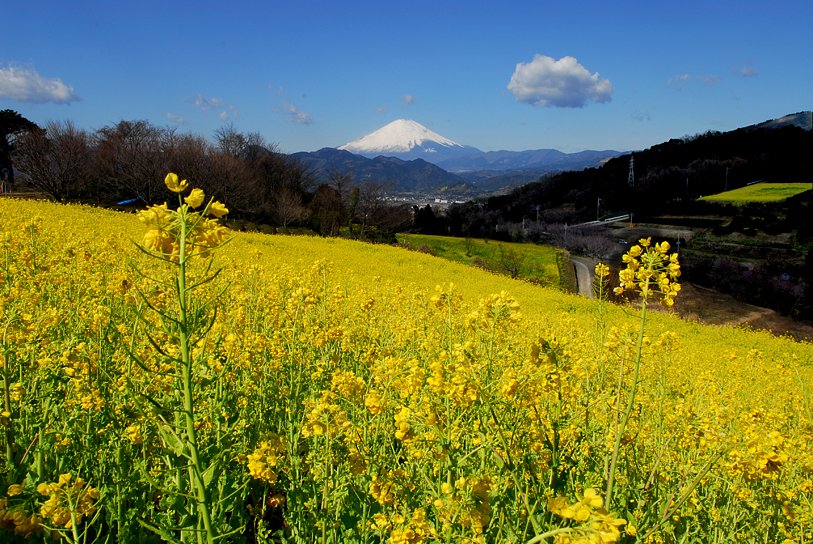 菜の花畑（追投稿）