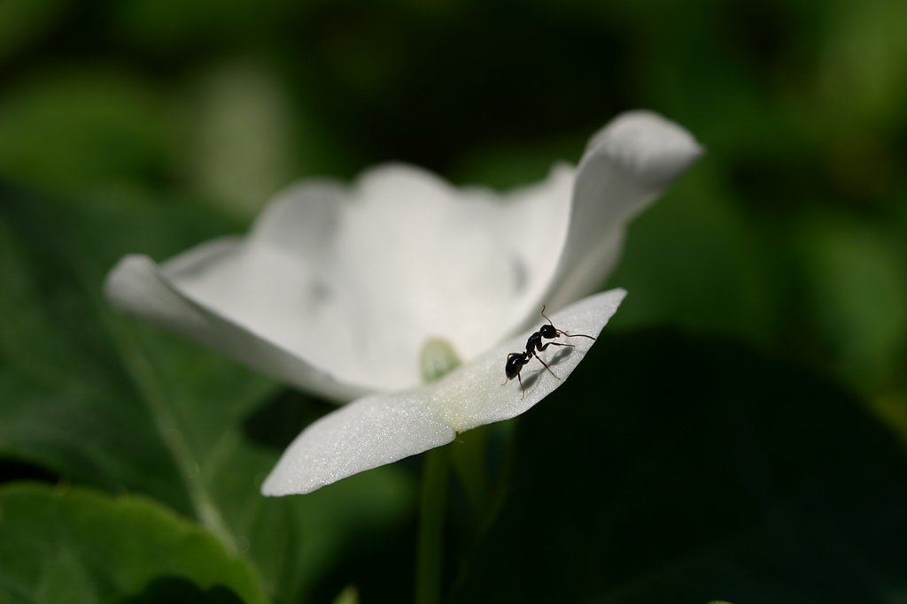 花とアリ