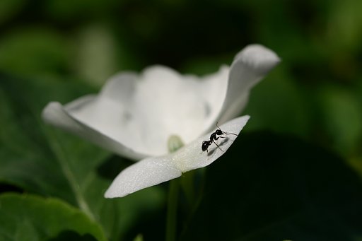 花とアリ