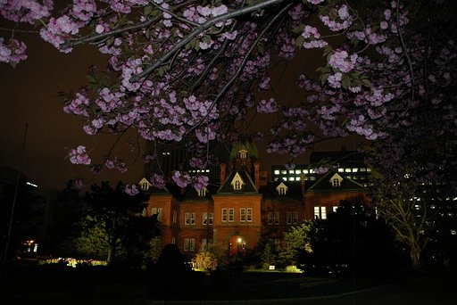 道庁の桜