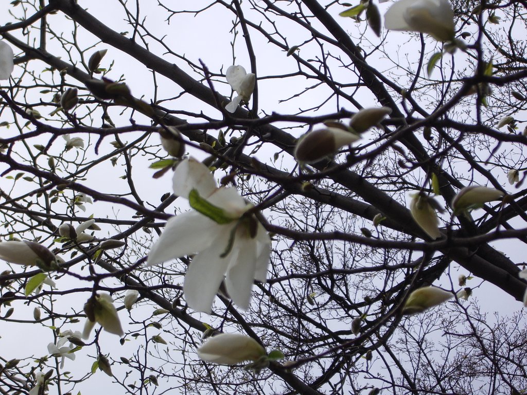 白ですょ〜