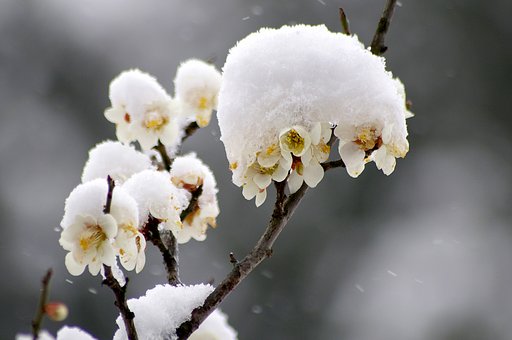 梅、凍える
