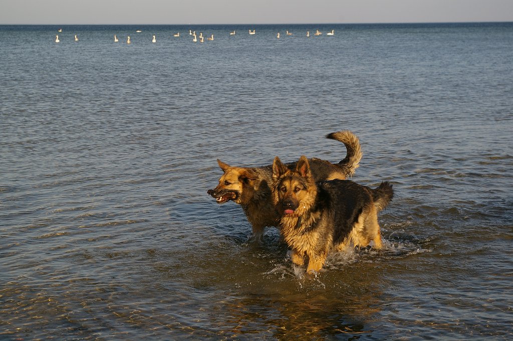 Alsatians