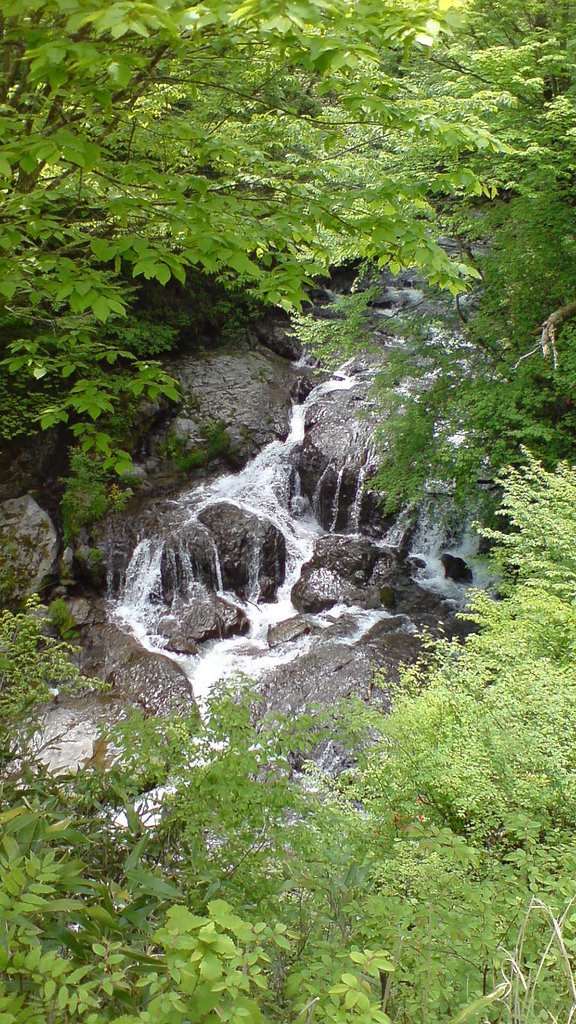 木陰から覗く滝