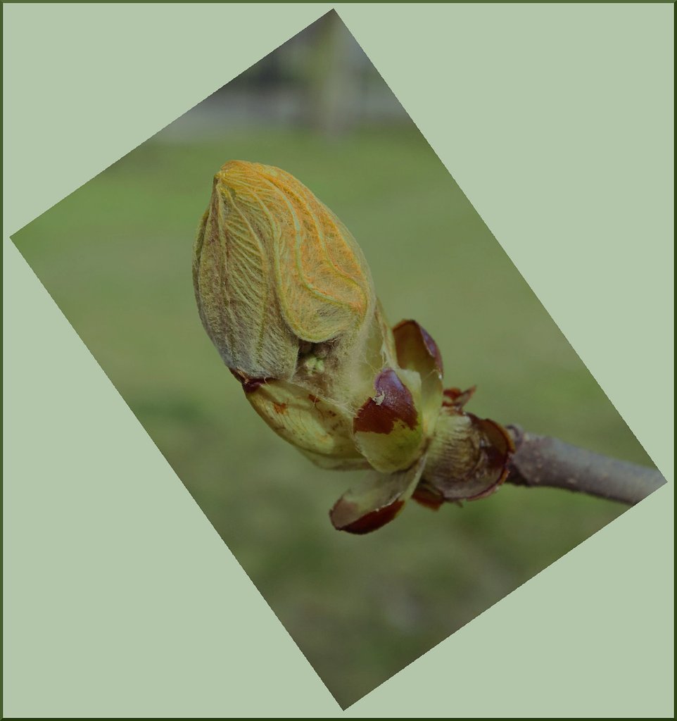 Horse-chestnut II