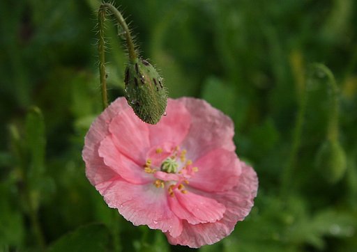 種と花