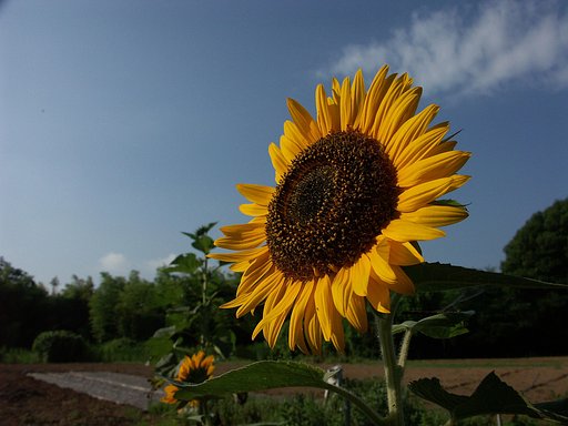 夏ですね