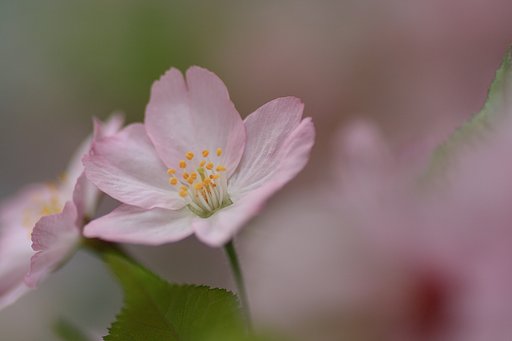 さくら色