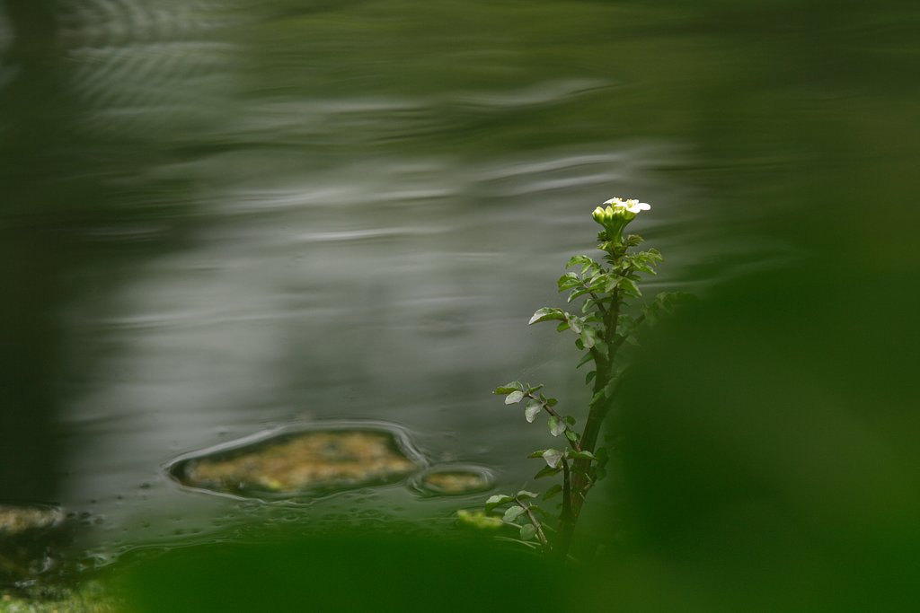 春の池