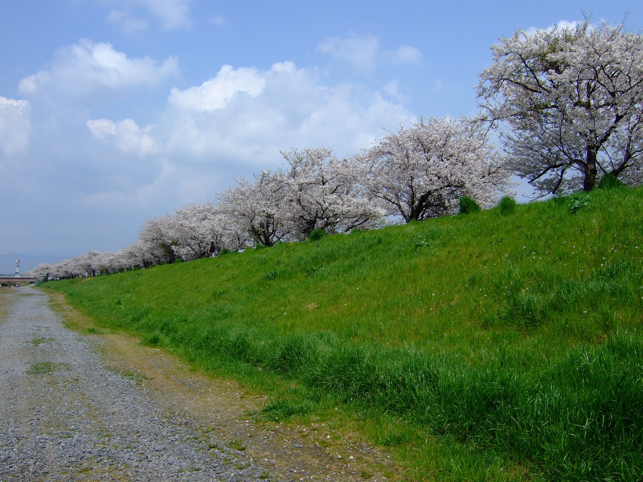 桜川土手・・・・