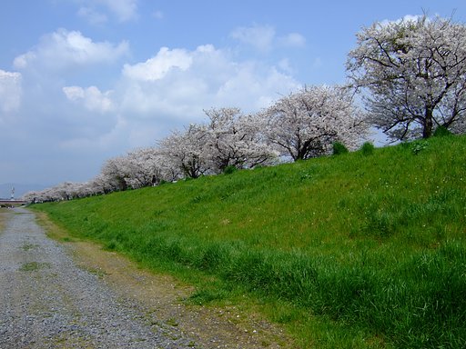 桜川土手・・・・