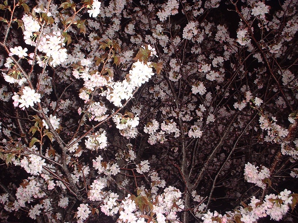夜桜