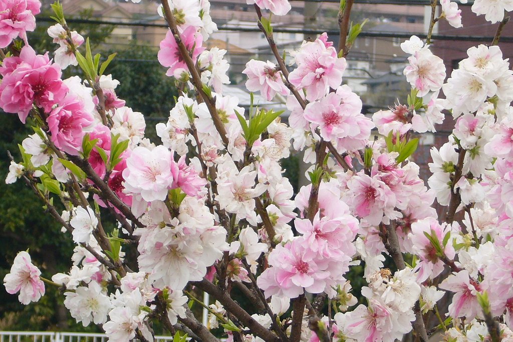 この木はなぁに？