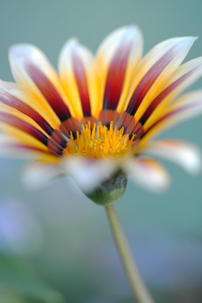 Makro-Sonnar100mm f2.8