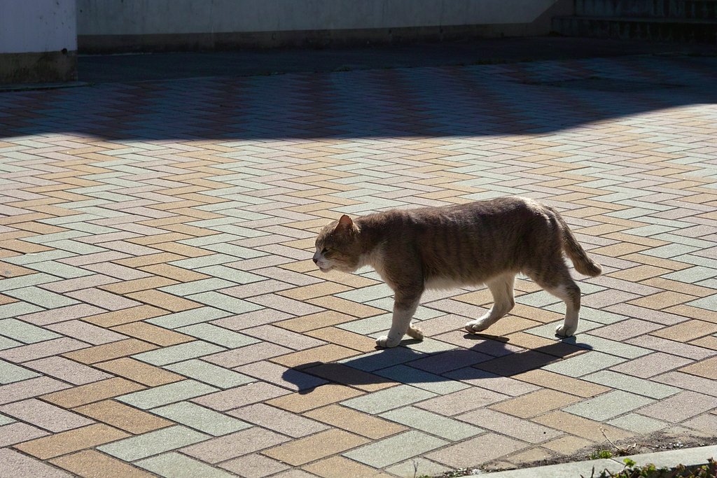 猫