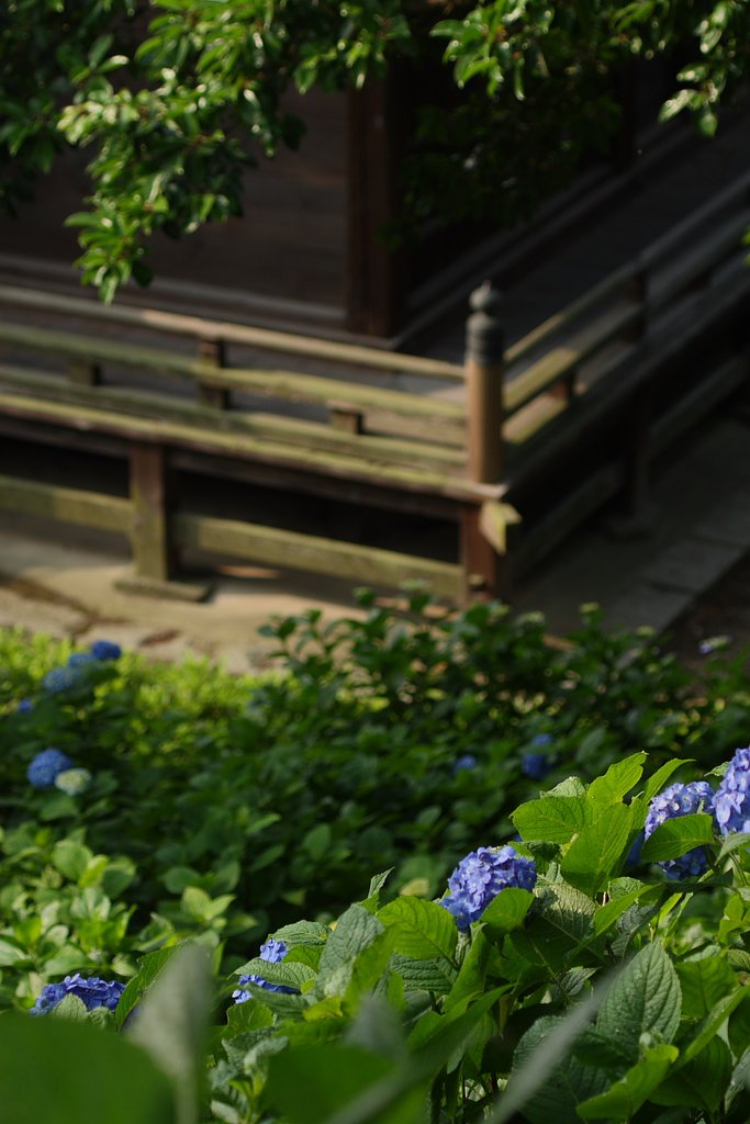 紫陽花寺