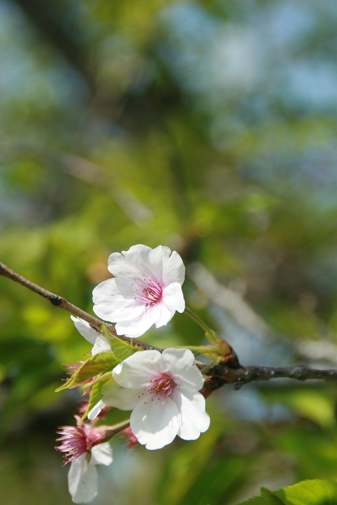 名残の桜