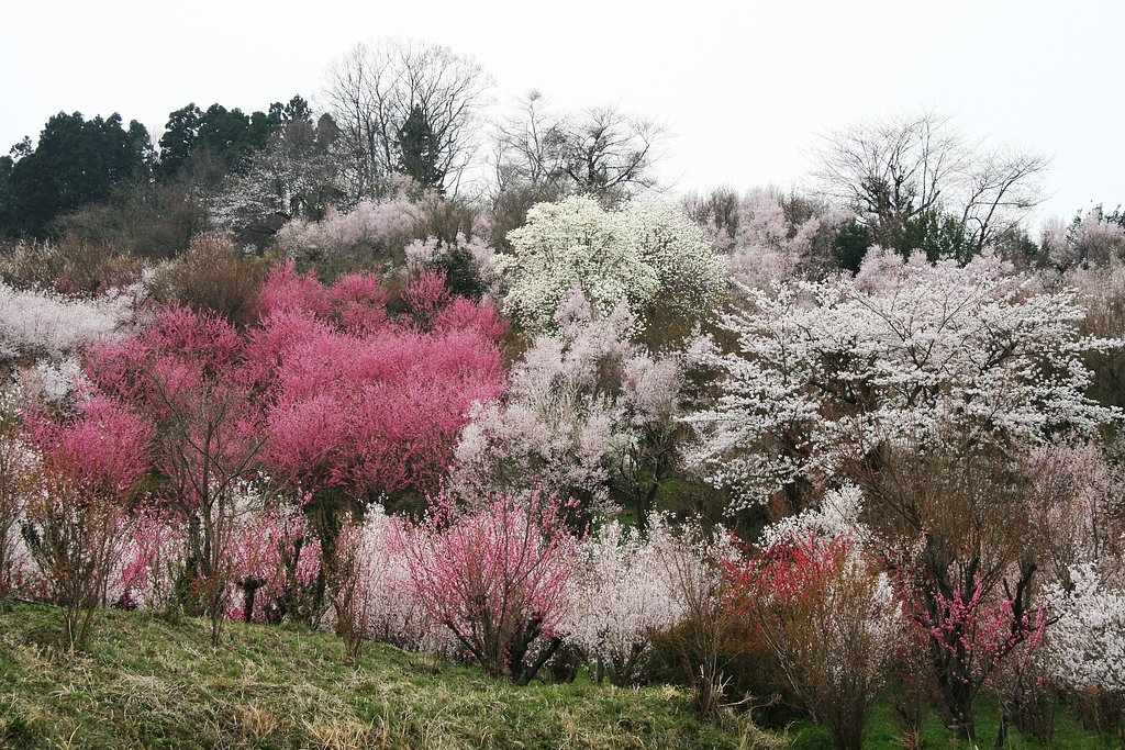 桜、桜、桜、、