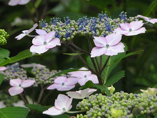 紫陽花