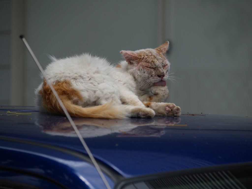 昼寝、車の上で！