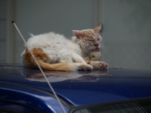 昼寝、車の上で！