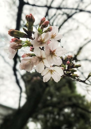 ソメイヨシノ開花