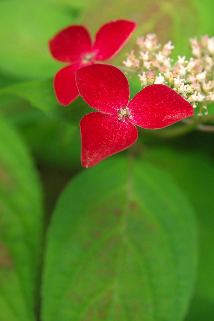 くれない（山紫陽花）