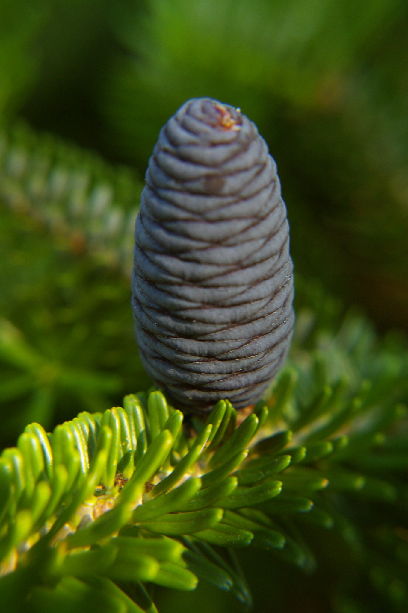 Cone