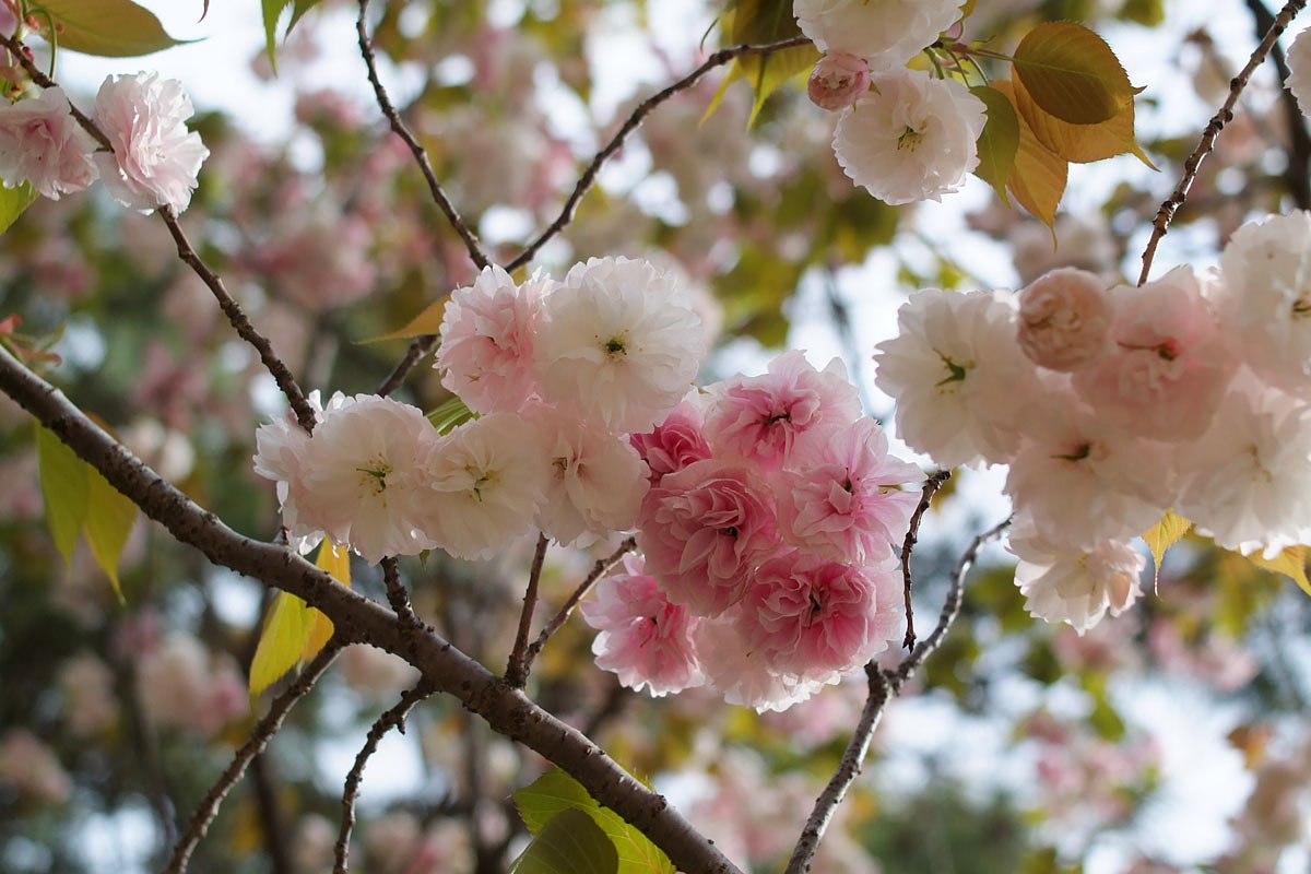 八重桜