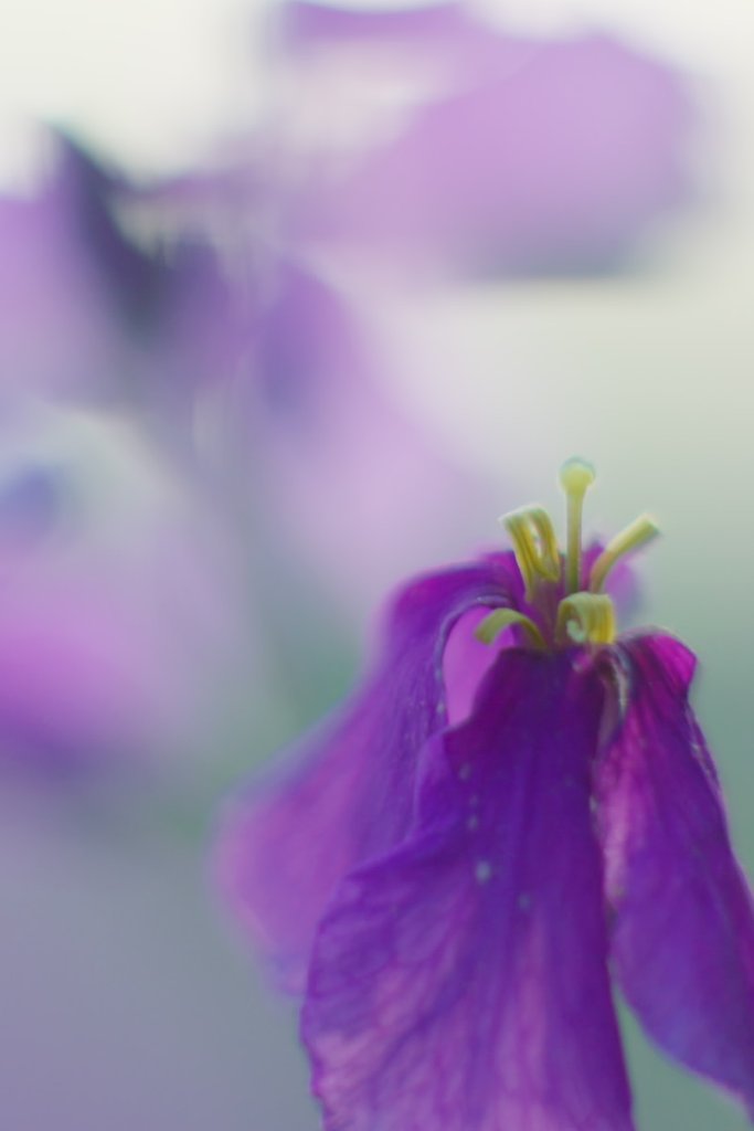 花大根（ムラサキハナナ）