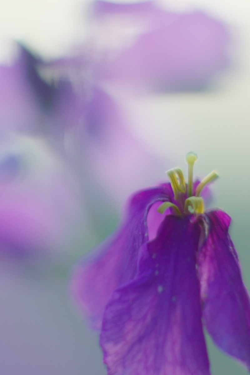 花大根（ムラサキハナナ）