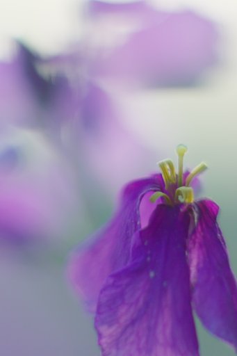 花大根（ムラサキハナナ）