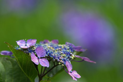 【旬】額紫陽花と花菖蒲