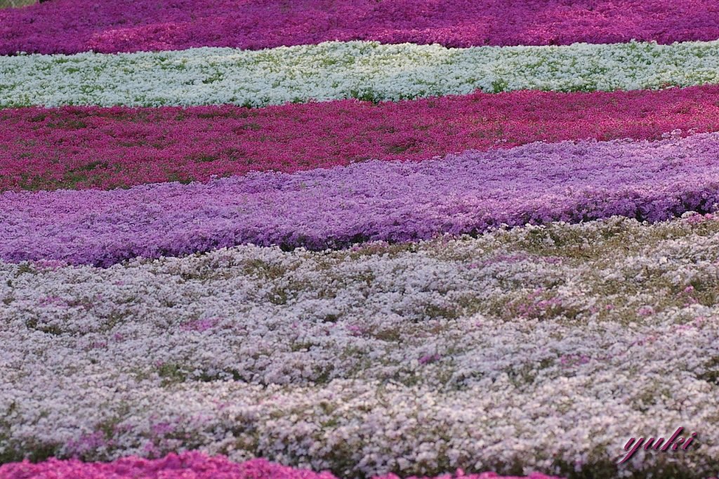 愛の芝桜