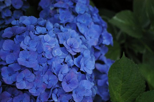 紫陽花の季節