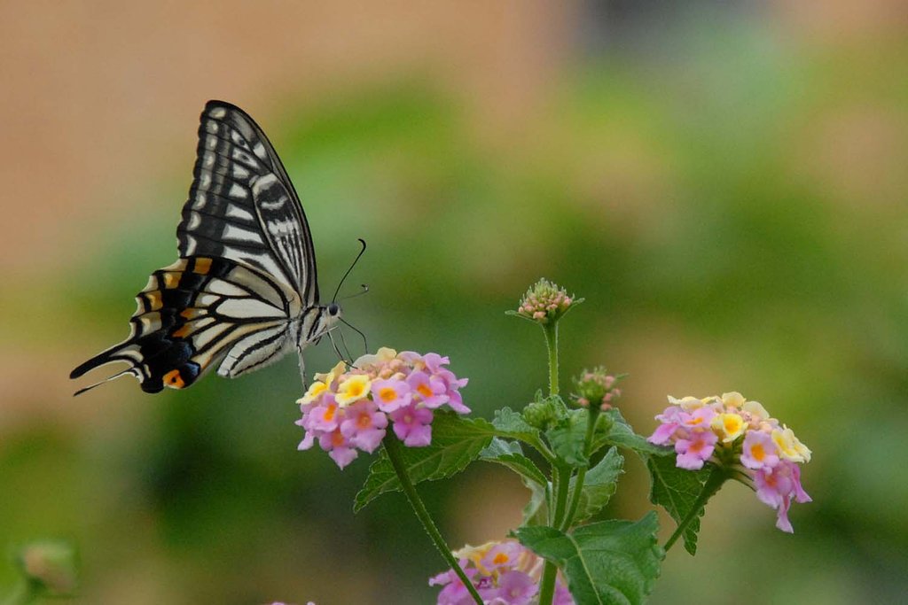 アゲハ