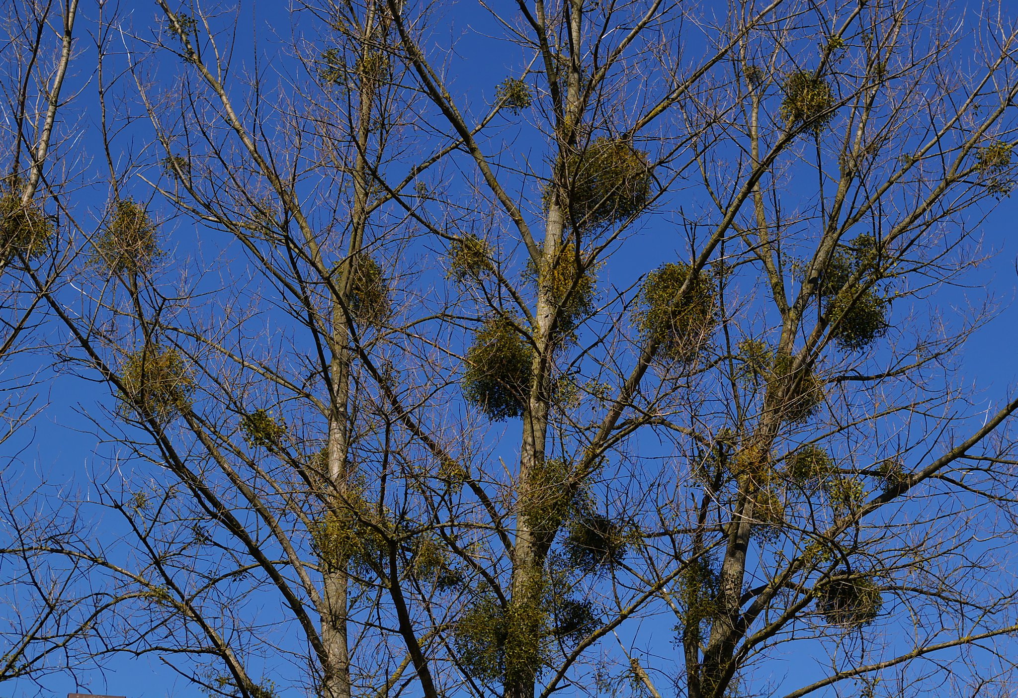 Mistletoe