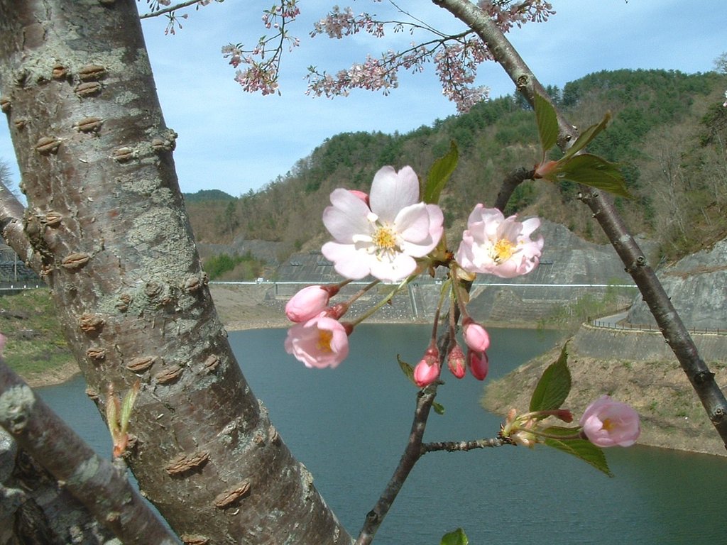 湖畔の桜