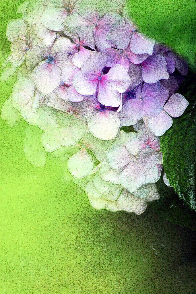 紫陽花
