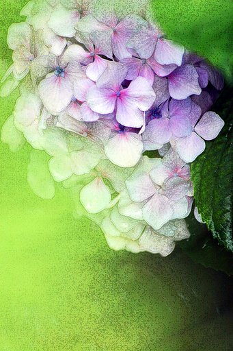 紫陽花