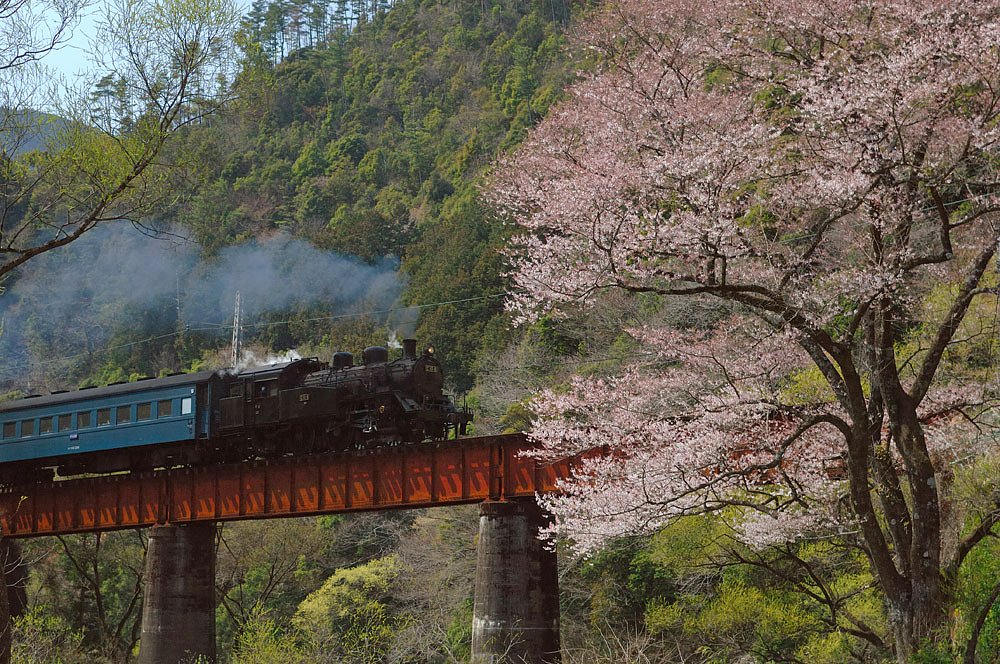 桜咲きました・・