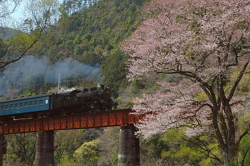 桜咲きました・・